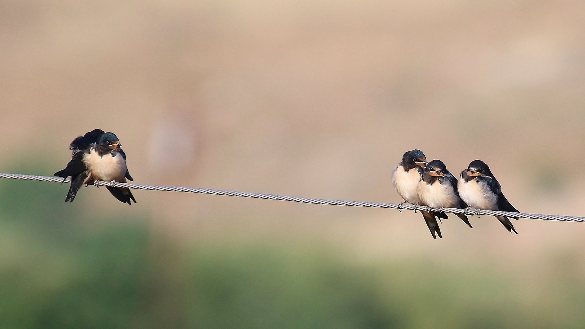 Barn Swallow — Ana fotoğraf